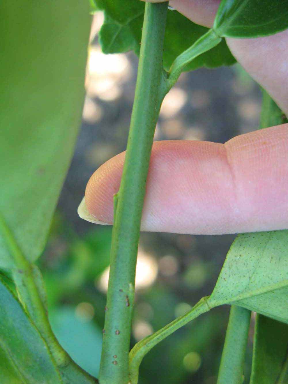              First year twig (Winter Haven, FL)       